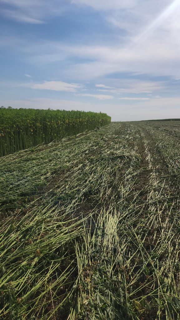 hemp fiber harvest stalks on ground for retting